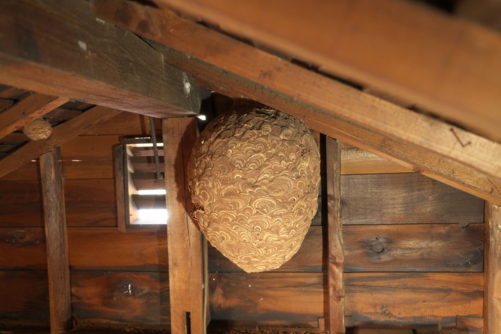 Wasp Removal